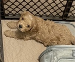Small Photo #3 Cavapoo Puppy For Sale in CEDAR PARK, TX, USA