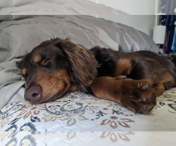 Medium Photo #4 Colonial Cocker Spaniel-Dachshund Mix Puppy For Sale in San Diego, CA, USA