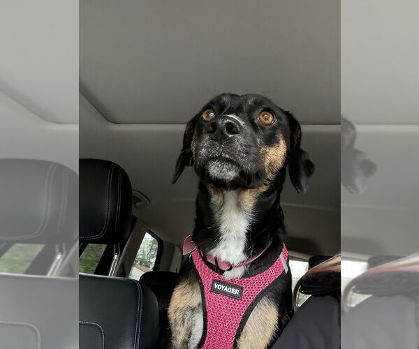 Medium Photo #2 Beagle-Unknown Mix Puppy For Sale in Mundelein, IL, USA