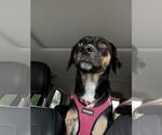 Small #1 Beagle Mix