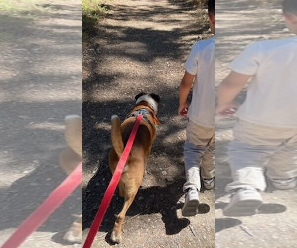 Medium Photo #2 Mutt Puppy For Sale in Salinas, CA, USA