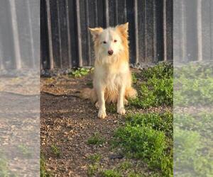 Father of the Border Collie puppies born on 05/15/2025