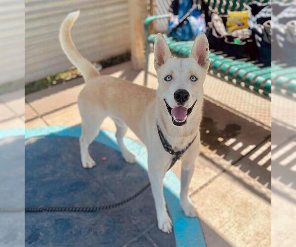 Medium Photo #1 Akita-Siberian Husky Mix Puppy For Sale in Modesto, CA, USA