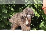 Small #22 Poodle (Miniature)