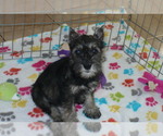 Small Photo #1 Schnauzer (Miniature) Puppy For Sale in ORO VALLEY, AZ, USA