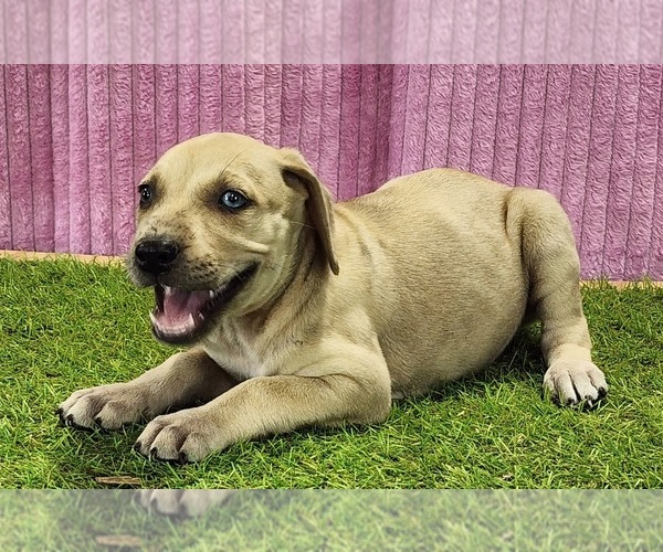 Medium Photo #7 Catahoula Leopard Dog Puppy For Sale in CUMBY, TX, USA