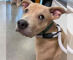 Small #1 Labrador Retriever Mix
