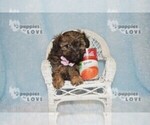 Small Photo #5 Poodle (Toy)-Yorkshire Terrier Mix Puppy For Sale in SANGER, TX, USA