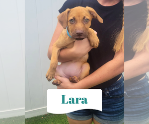Dachsador Dogs for adoption in Pompano Beach , FL, USA