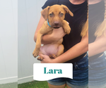 Small Dachsador