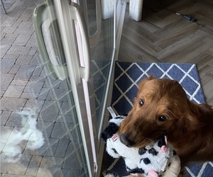 Father of the Golden Retriever puppies born on 12/08/2025