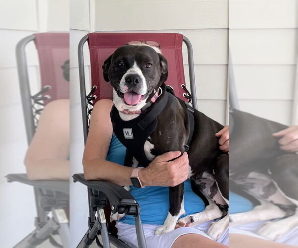 Medium Photo #7 American Pit Bull Terrier-American Staffordshire Terrier Mix Puppy For Sale in Caribou, ME, USA