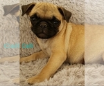 Small Photo #13 Pug Puppy For Sale in LOUISE, TX, USA