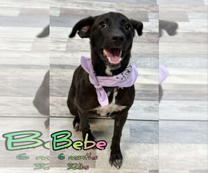 Labrador Retriever-Unknown Mix Dogs for adoption in Woodbury, NY, USA