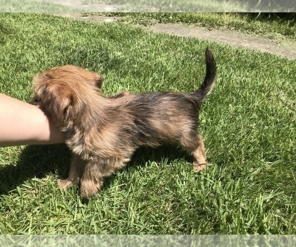 Medium Photo #7 Yorkshire Terrier Puppy For Sale in MOUNT CARMEL, PA, USA