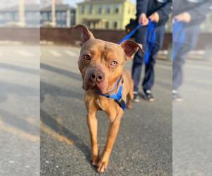 Mutt Dogs for adoption in Boston, MA, USA