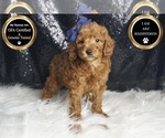 Small #6 Poodle (Toy)