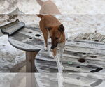 Small #30 Saluki-Whippet Mix
