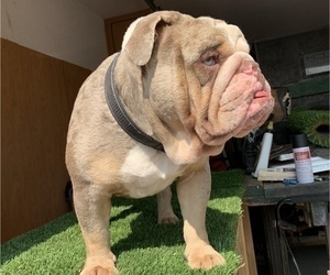 Medium English Bulldog