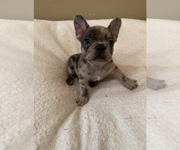 Medium Photo #9 French Bulldog Puppy For Sale in BRUNSWICK, MO, USA