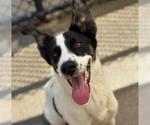 Small Anatolian Shepherd-Border Collie Mix