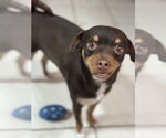 Small #5 Puggle