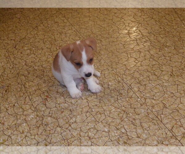 Medium Photo #16 Jack Russell Terrier Puppy For Sale in CINCINNATI, OH, USA