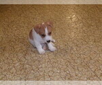 Small Photo #16 Jack Russell Terrier Puppy For Sale in CINCINNATI, OH, USA