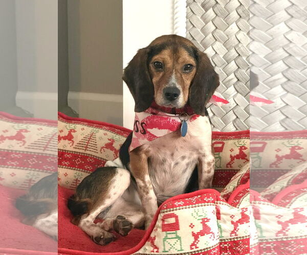 Medium Photo #2 Beagle Puppy For Sale in Arlington, VA, USA