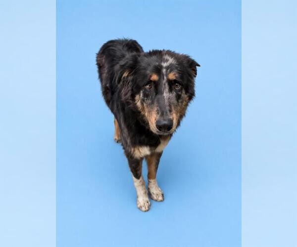 Medium Photo #2 Australian Shepherd Puppy For Sale in HESPERIA, CA, USA
