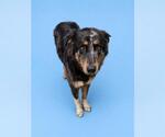 Small #1 Australian Shepherd