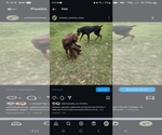 Small #5 Doberman Pinscher