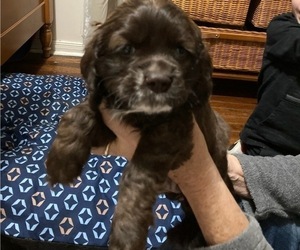 Cocker Spaniel Puppy for sale in NEWARK, OH, USA