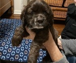 Small Photo #1 Cocker Spaniel Puppy For Sale in NEWARK, OH, USA