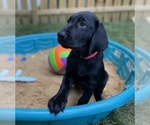 Small Photo #22 Labrador Retriever Puppy For Sale in HOLLY SPRINGS, NC, USA