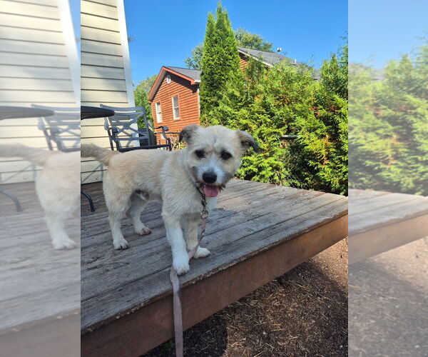 Medium Photo #7 Cairn Terrier-Unknown Mix Puppy For Sale in Techny, IL, USA