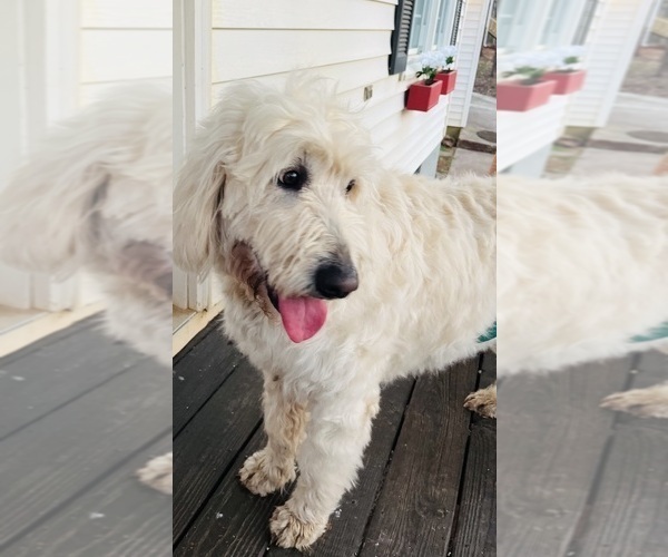 Medium Photo #4 Goldendoodle Puppy For Sale in TIMBERLAKE, NC, USA