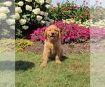 Small Photo #4 Golden Retriever Puppy For Sale in FORT PLAIN, NY, USA