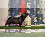 Small Photo #5 American Bully Puppy For Sale in CHESAPEAKE, VA, USA