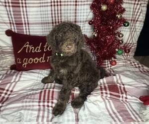 Poodle (Standard) Puppy for sale in ZIMMERMAN, MN, USA