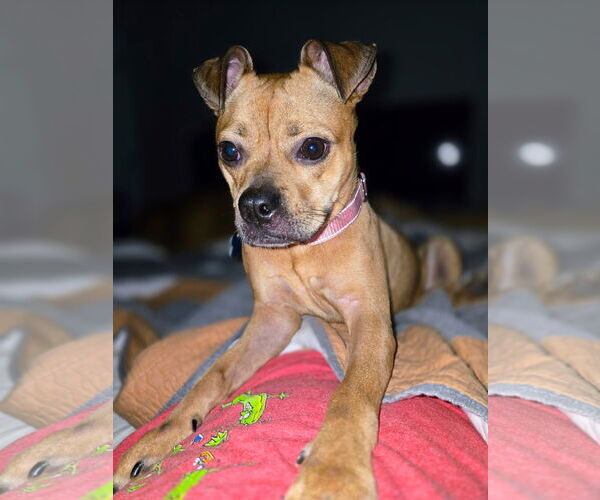 Medium Photo #5 Buggs Puppy For Sale in Garner, NC, USA