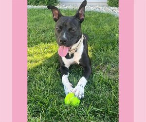 Persephone - Female Mutt Dog for Adoption - Photo #37