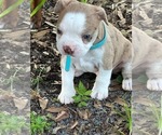 Puppy Shamrock Boston Terrier