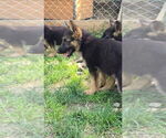 Small #3 German Shepherd Dog
