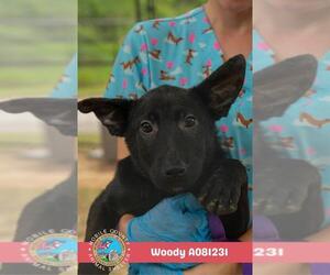 Labrador Retriever-Unknown Mix Dogs for adoption in Mobile, AL, USA