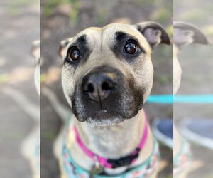 American Staffordshire Terrier-Unknown Mix Dogs for adoption in Arlington, VA, USA