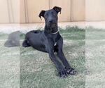 Small #5 Great Dane