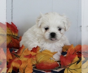 Mal-Shi Puppy for sale in FREDERICKSBURG, OH, USA