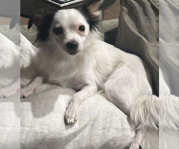 Medium Photo #3 Chiranian Puppy For Sale in Littleton, CO, USA