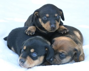 Dachshund Puppy for sale in OCEANO, CA, USA